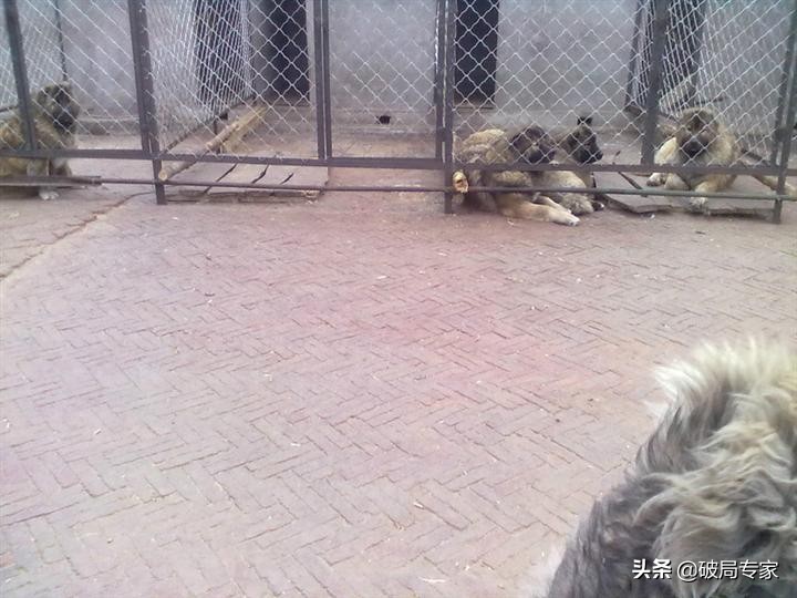 肉狗赚钱还是宠物狗赚钱,养殖肉狗能挣钱吗