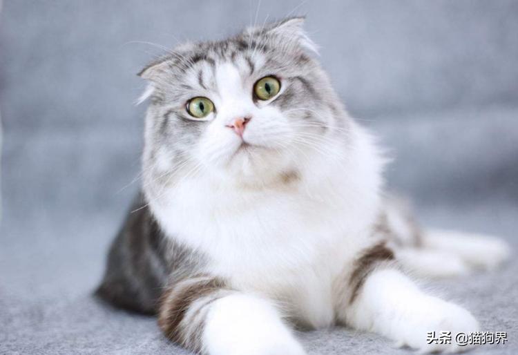 猫咪为什么流口水怎么解决,猫咪打喷嚏流鼻涕流口水吃什么药