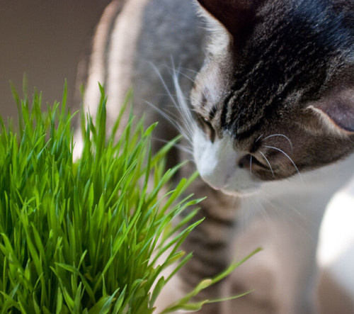 猫咪肚子里的毛球怎么去除,猫咪肚子有毛球怎么处理