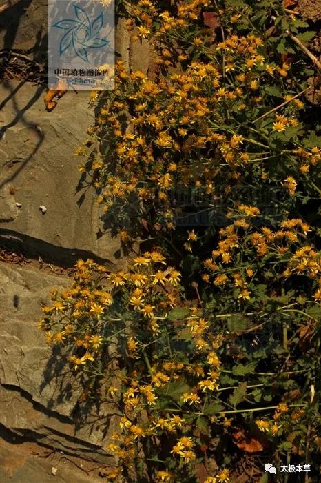 野菊花有清热解毒凉血药吗,野菊花治头痛