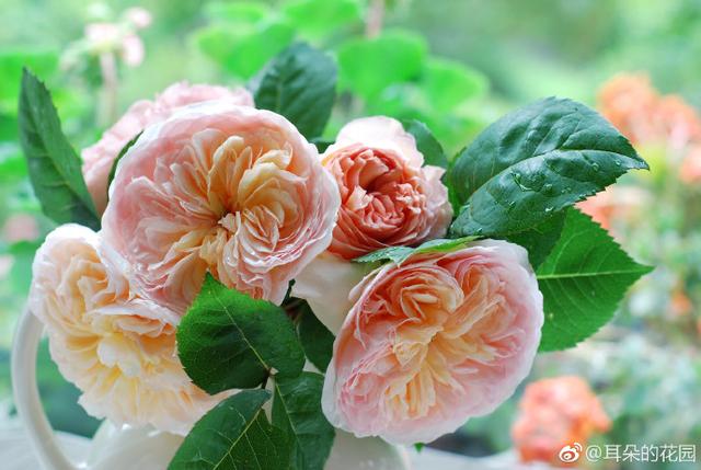 菜鸟的进击之路,菜鸟的进攻