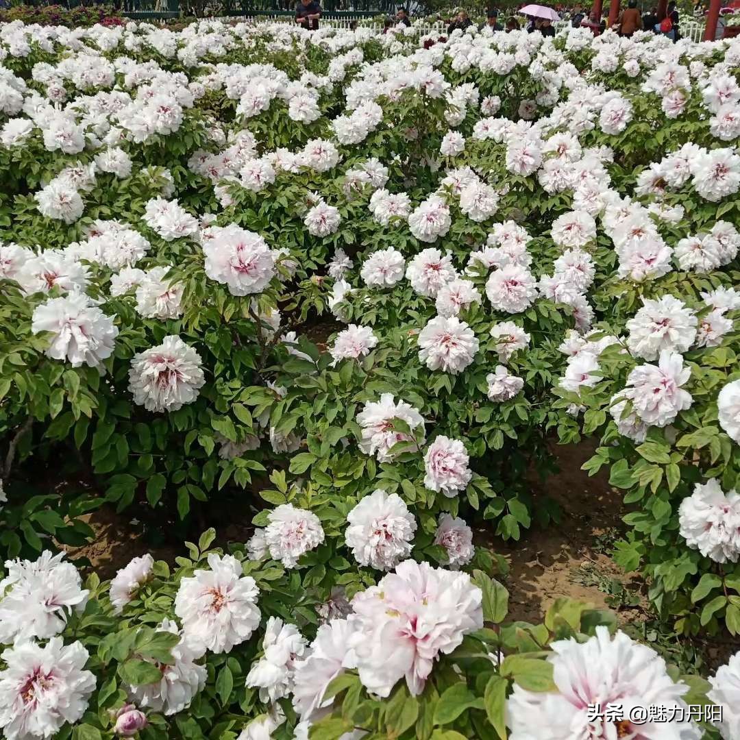 牡丹的一生简单历程文字描述,牡丹的历史和发展