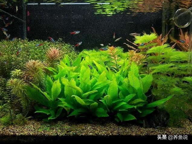 鱼缸长青苔到底好不好呢,鱼缸长青苔水藻怎么办