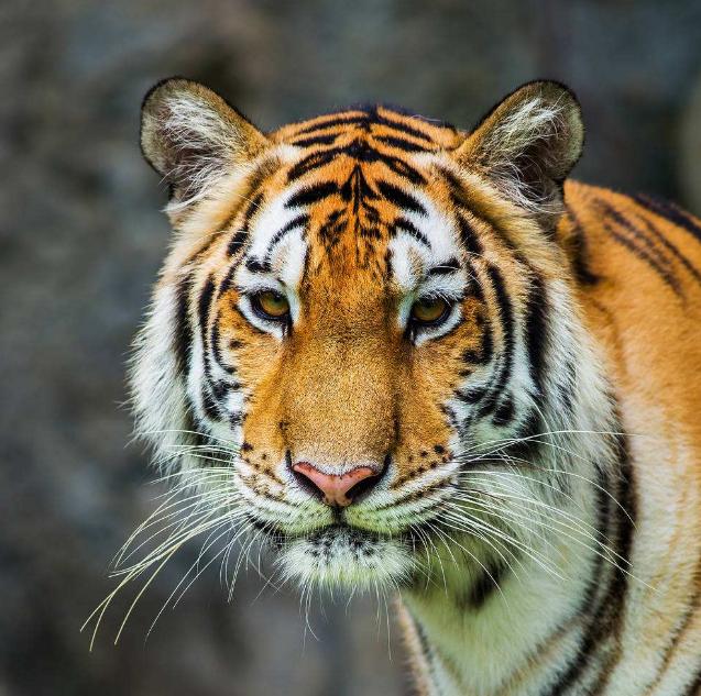 三虎出一豹三斑出一鹞,三虎出一豹代表什么