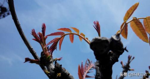 香椿木有什么作用和功效,香椿木有什么功能