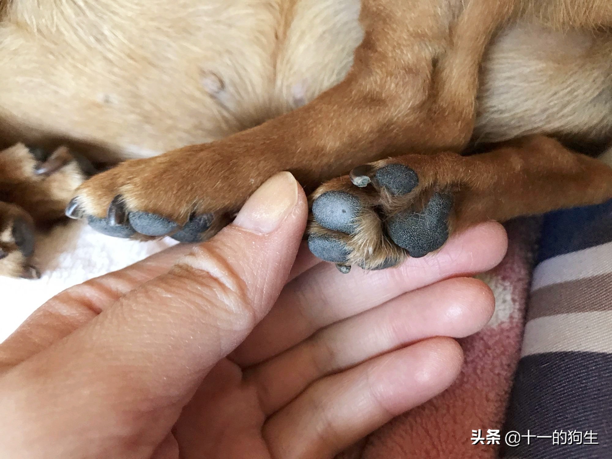 狗的爪子代表什么,关于狗爪的10个小知识