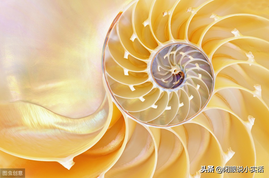 史前活化石鹦鹉螺,世界十大活化石鹦鹉螺