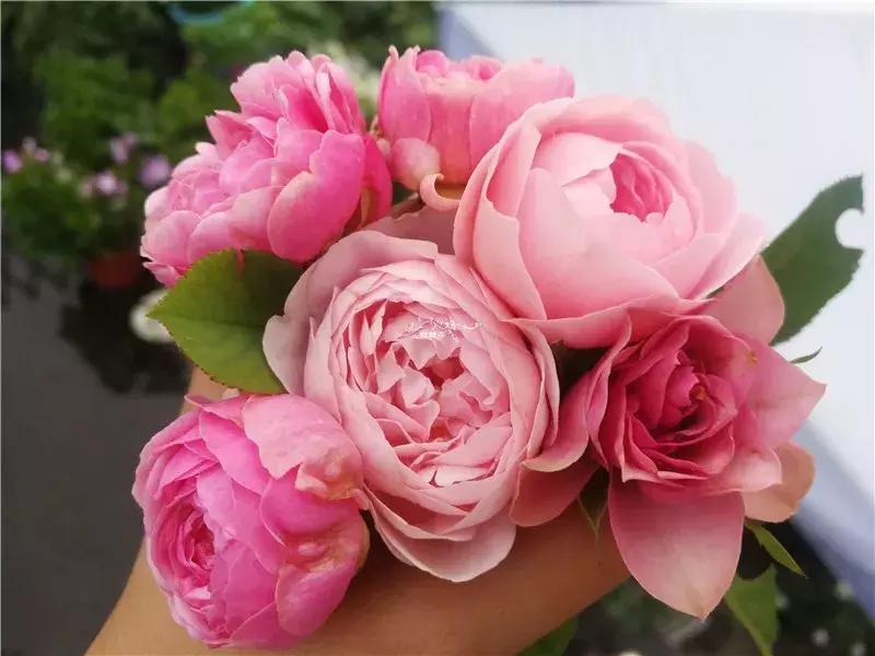 天竺葵的养护视频,垂吊天竺葵的养护