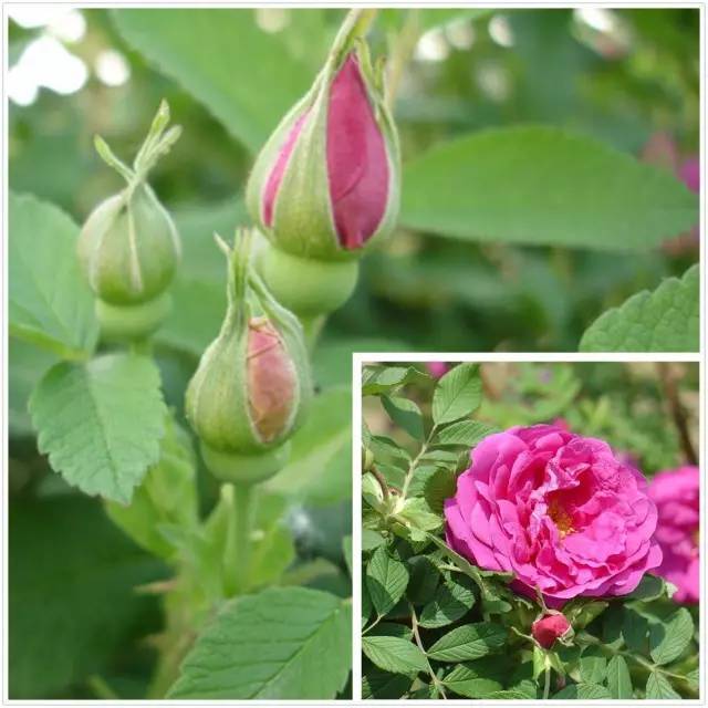 月季玫瑰蔷薇芍药牡丹的区别,月季玫瑰蔷薇都属于什么科