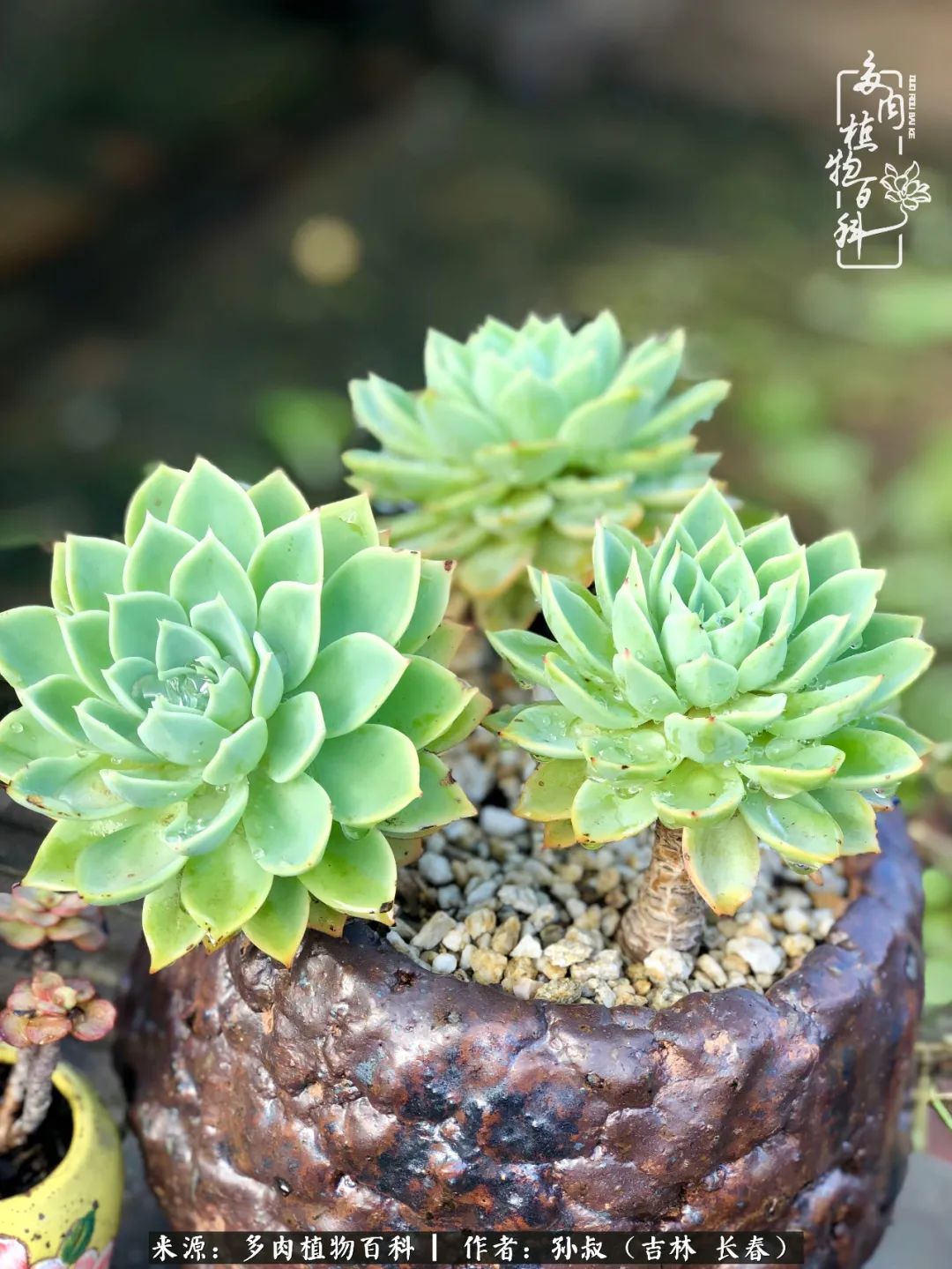 与多肉一起成长,与多肉相伴