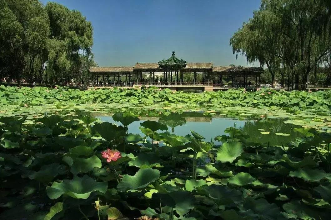 全国十大最佳赏荷好去处,沈阳赏荷花攻略