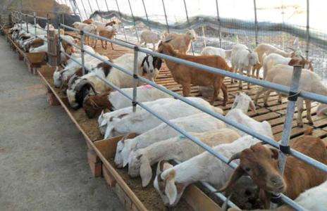 政府帮扶添信心养羊走上致富路,脱贫攻坚养羊走上致富路