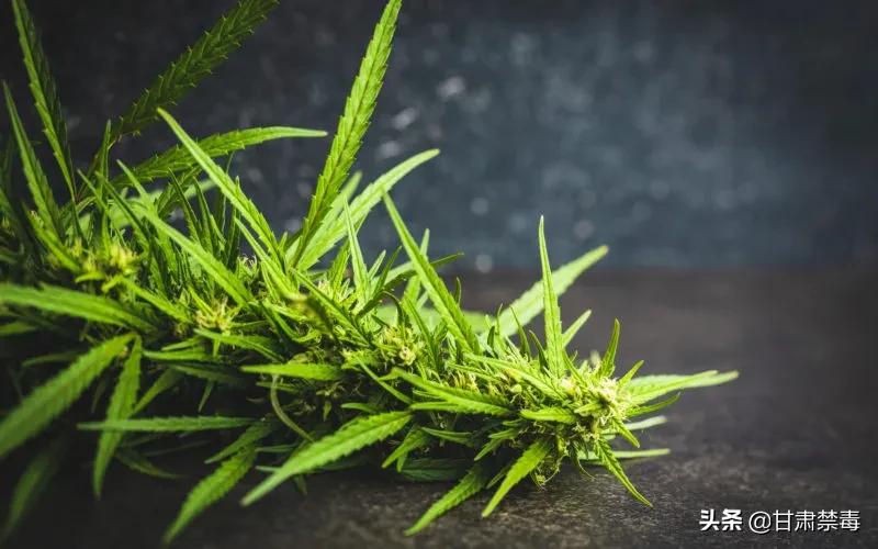亚洲国家对医用*麻大**开设“绿灯”是突破防线吗？