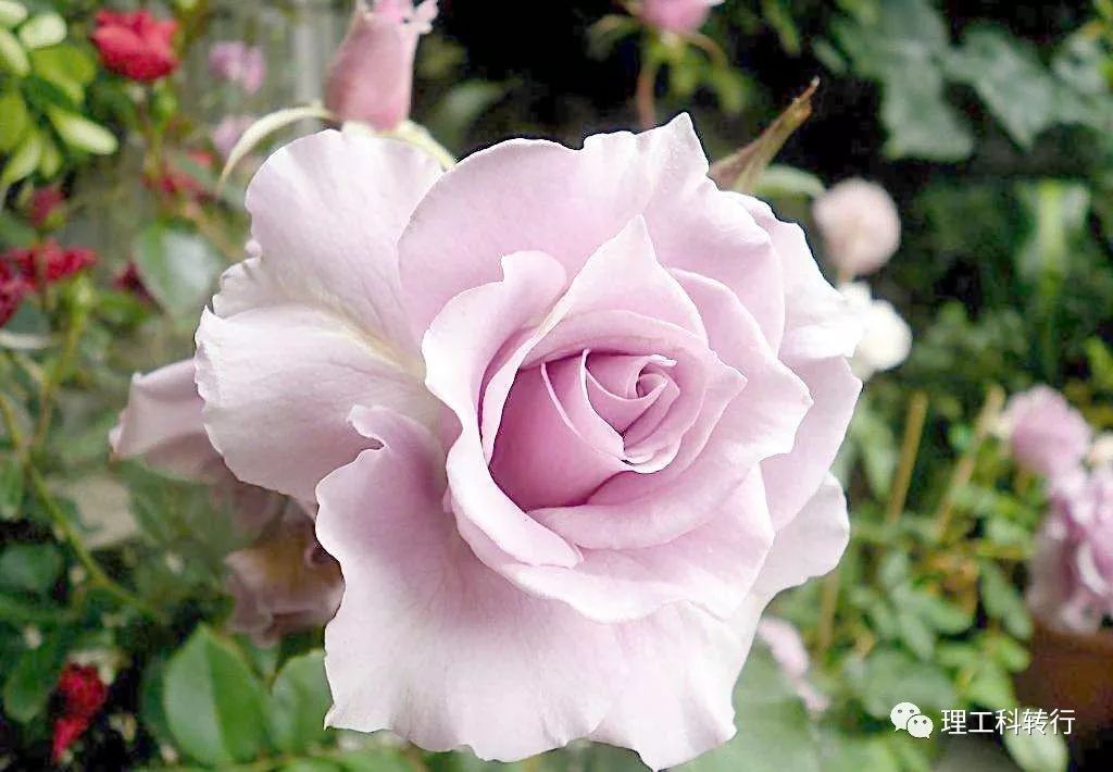 环境工程就业前景张雪峰,环境工程就业广吗