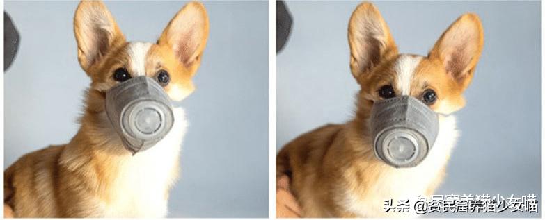 宠物口罩防病毒,疫情宠物口罩