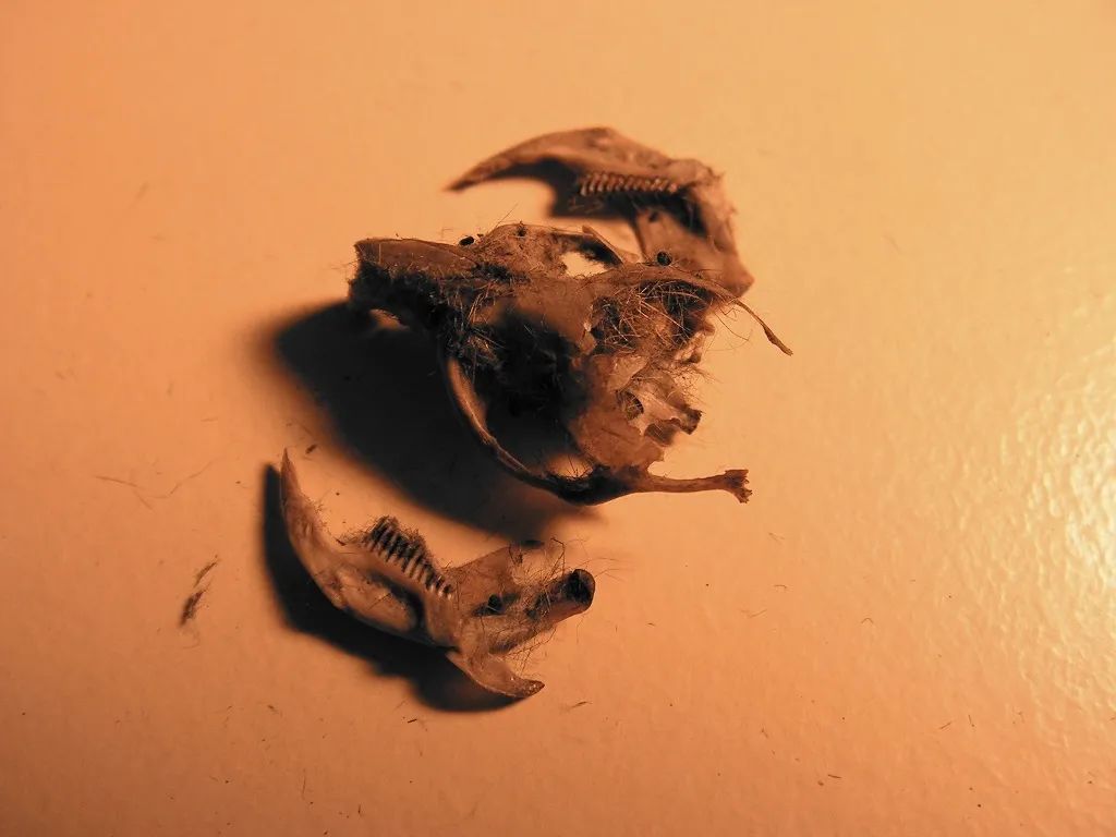 老婆饼没有老婆,普通田鼠也不普通