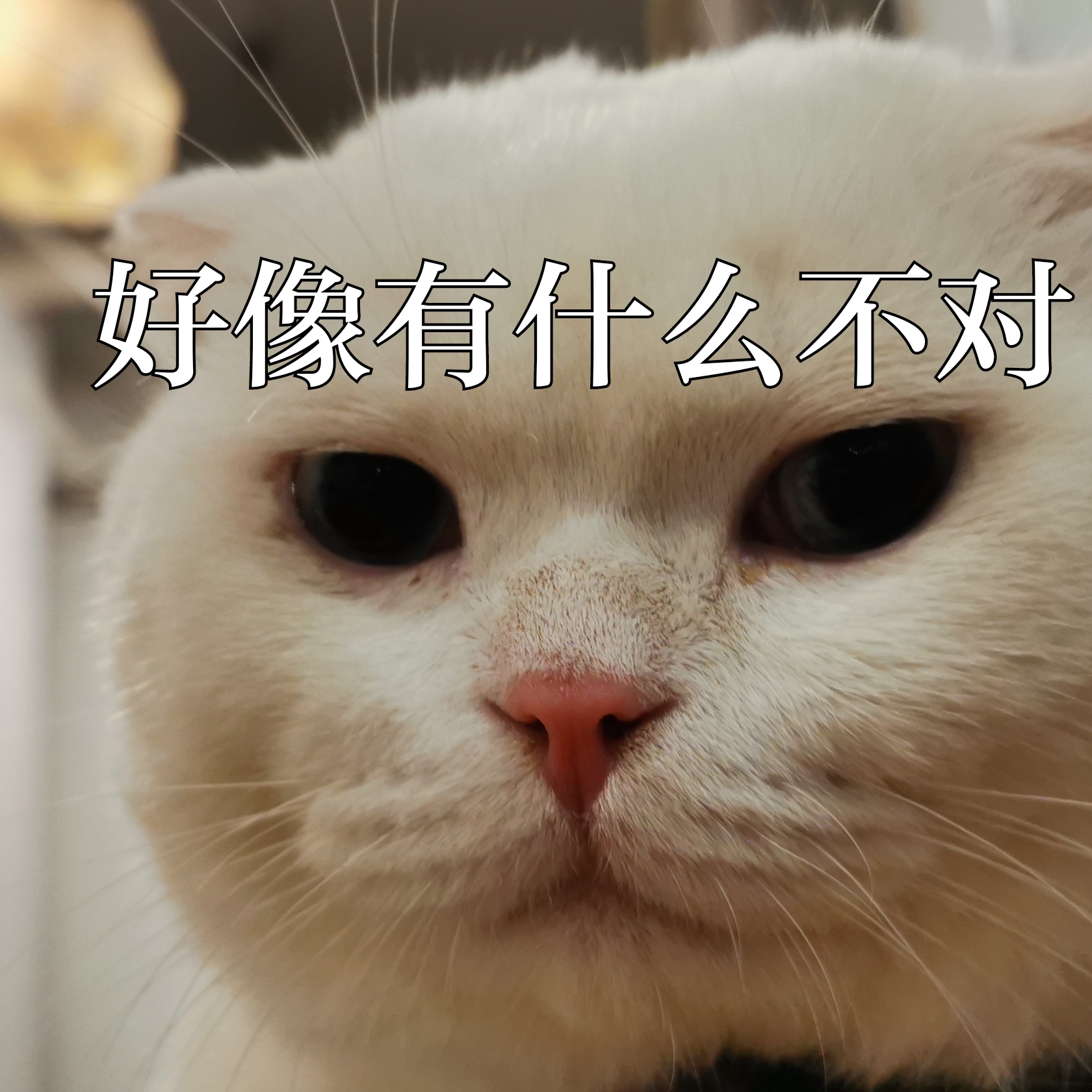 我眼中的茶,茶学专业出来都干嘛了