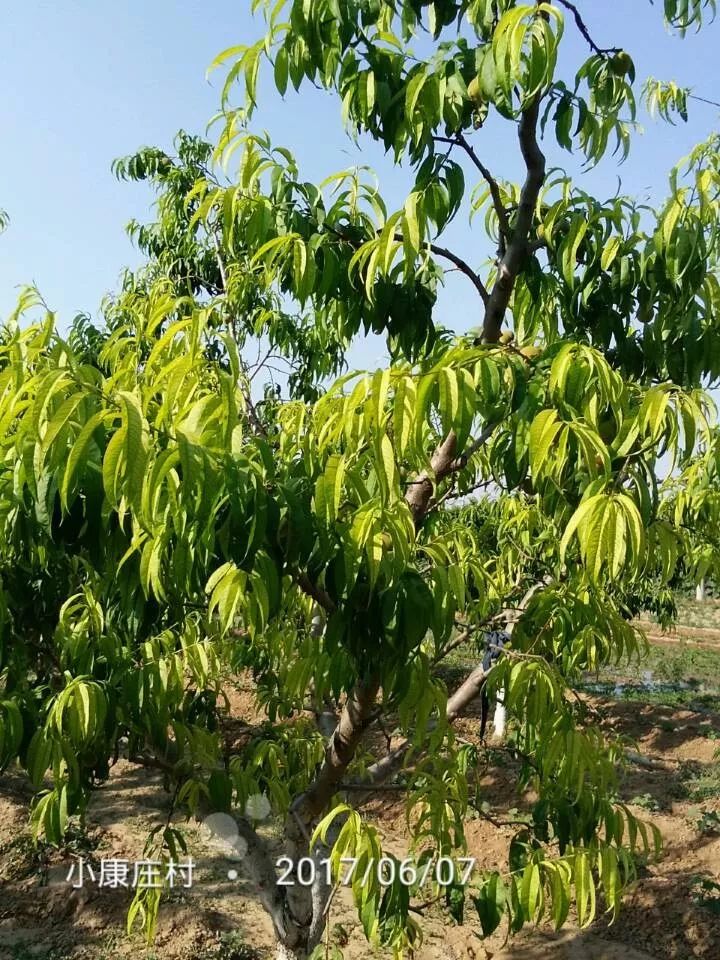 桃树叶片发黄常见原因及解决措施