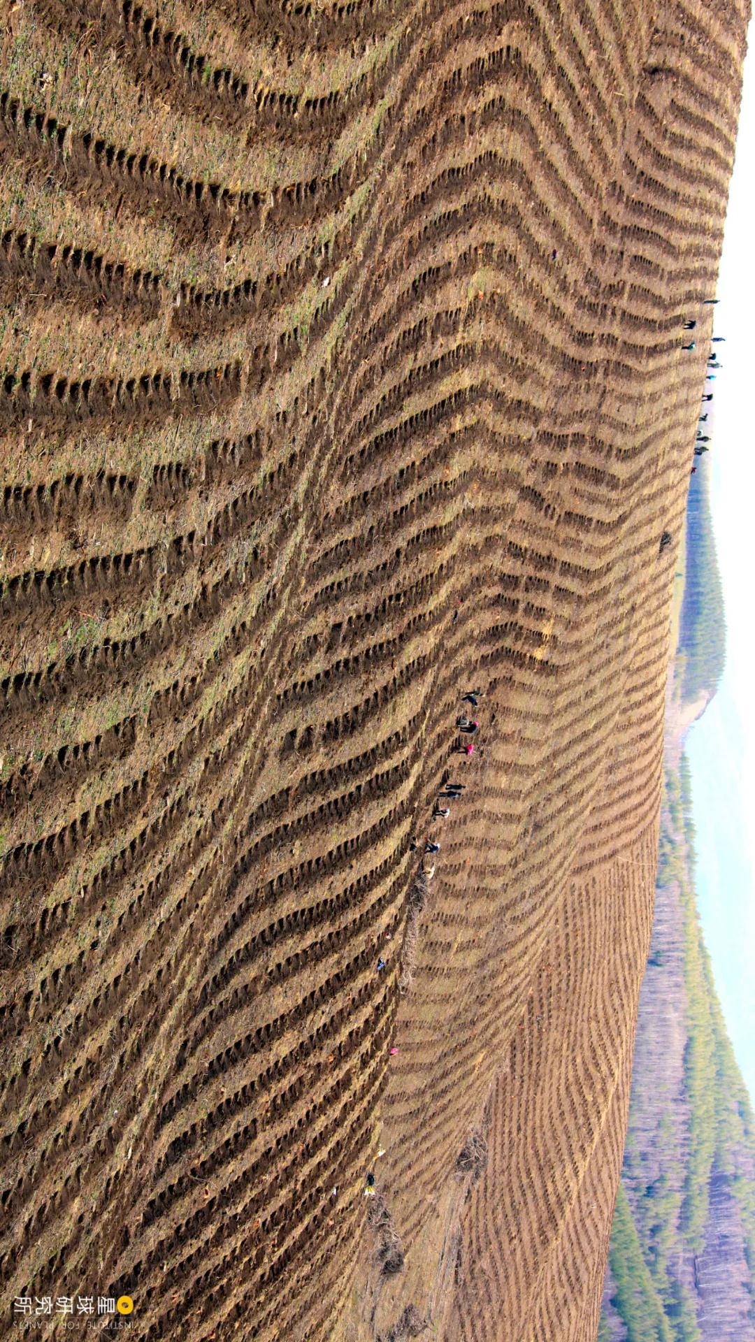 中国植树造林面积,中国植树造林成果国外有什么看法