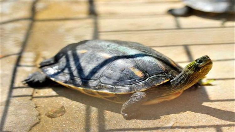 乌龟可以多久不进食,新买回来的乌龟不进食怎么办