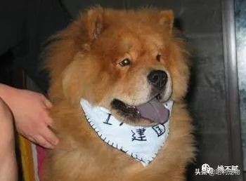 松狮犬优点和缺点,松狮犬的5大缺点劝你最好别养