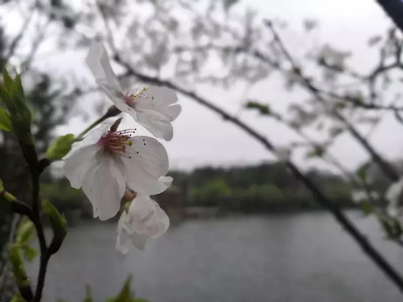 抚州樱花景区,抚州看樱花的地方