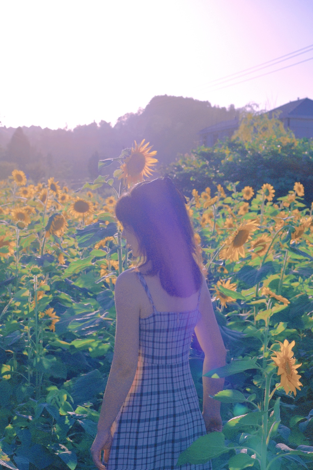 向日葵花海打卡网红地贵阳周边,贵阳白云区向日葵花海