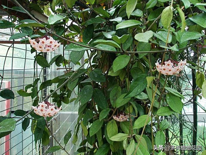 球兰不开花是什么原因导致的,球兰从打骨朵到开花需要多长时间