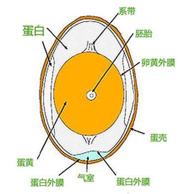 咸蛋黄有白心怎么弄可以改善,冷冻咸蛋黄硬心怎么办