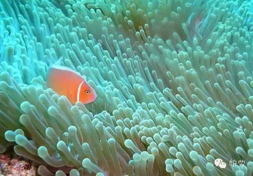 帕劳和斐济哪个好玩一点,帕劳vs斐济