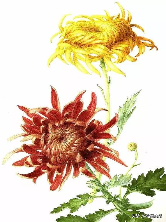 10大名花的美誉,10大名花10大名画配10首诗词