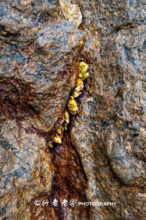 这个荒岛超多海胆和鲍鱼,但不能抓只能看,登岛还必须入境香港