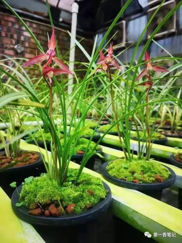 587:西部兰市资源抢购热——春剑交易起此彼伏热火朝天