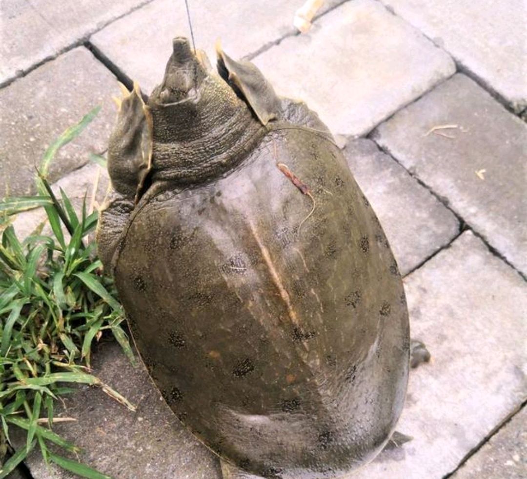 罕见!南昌钓鱼人钓上“黄金鳖”,有人想出高价购买