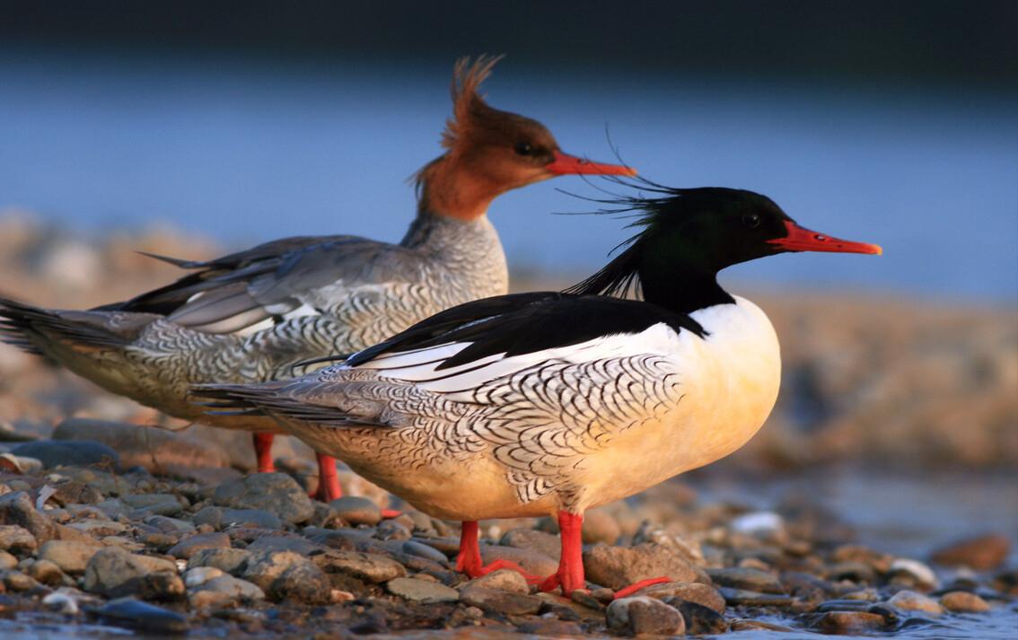 东江揽胜,惠州淡水常见鸟类图谱