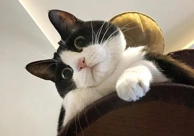 奶牛猫就是神经猫,奶牛猫不是一般的淘气