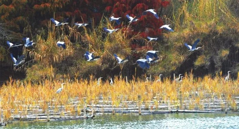 崇明岛西沙湿地公园视频,崇明西沙湿地公园芦苇荡