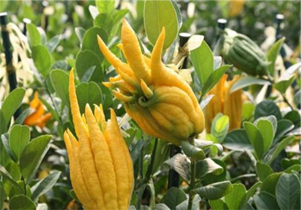 盆栽佛手的养殖方法和技术图片,佛手盆栽的养殖方法和注意事项