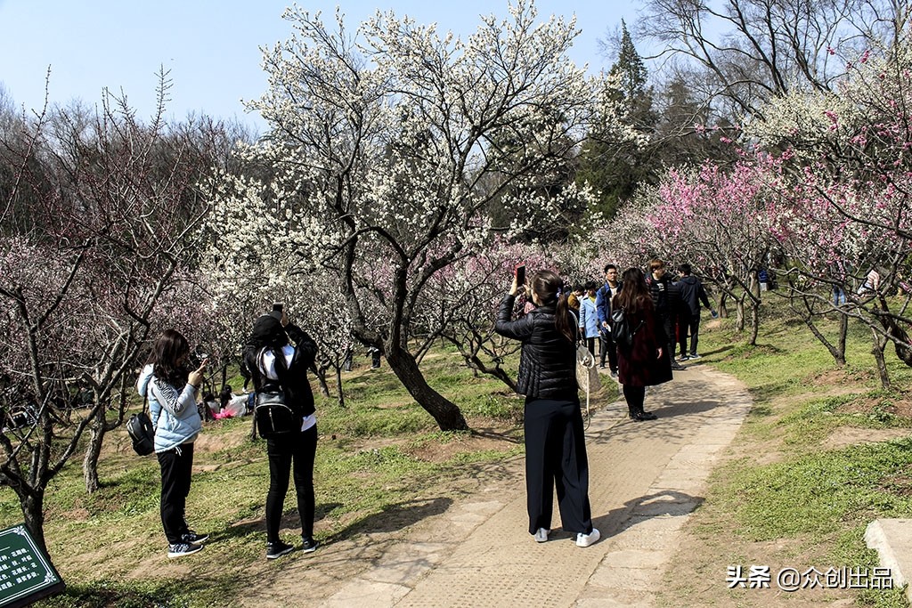 南京第一梅山,南京梅山和梅花山