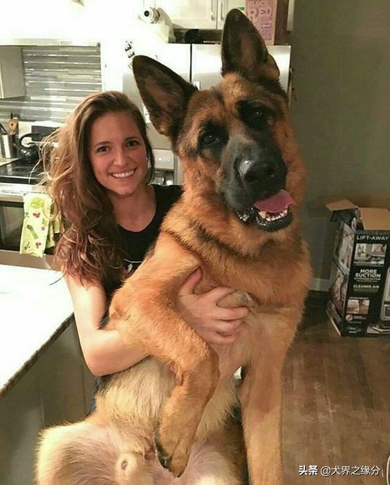 世界公认十大最强护卫犬,四大猛犬排行榜护卫犬