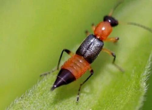 小孩被毒虫咬伤后去医院说很危险,宝宝被隐翅虫咬伤图片