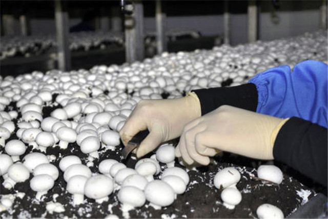 双孢菇高产高效栽培技术,双孢菇的高效栽培技术