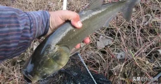 鱼塘里面怎么快速上鱼,稀少鱼塘如何上鱼快