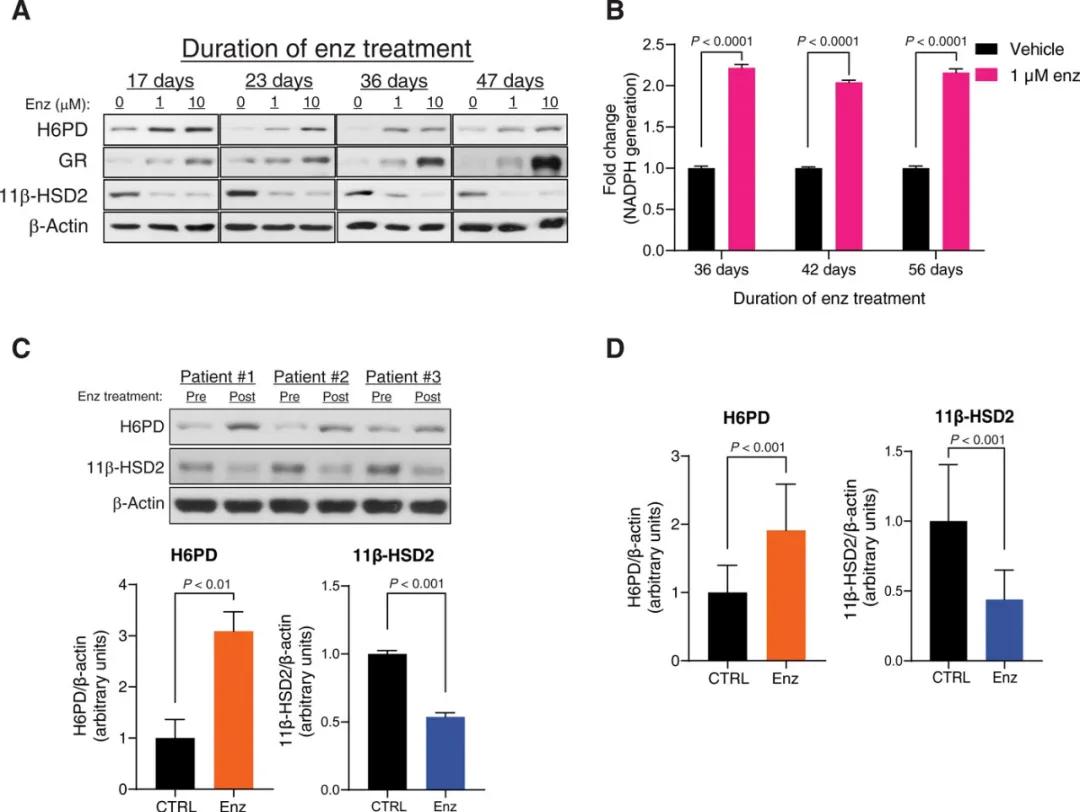 前列腺癌新疗法：恩扎卢胺“搭档”H6PD*制剂抑**，显著改善小鼠生存