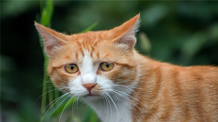 猫把人抓伤了怎么办,被猫抓伤了应该怎么办