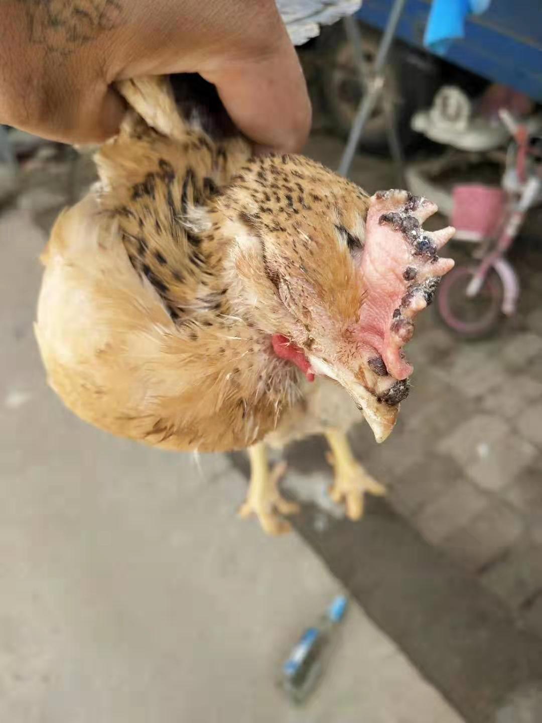 鸡生病怎么治才能除根,鸡生病怎么办最简单的方法