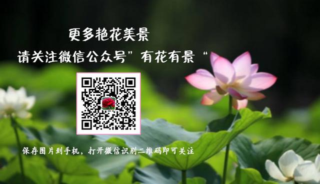 三色堇鬼脸花,三色堇为什么叫鬼脸花