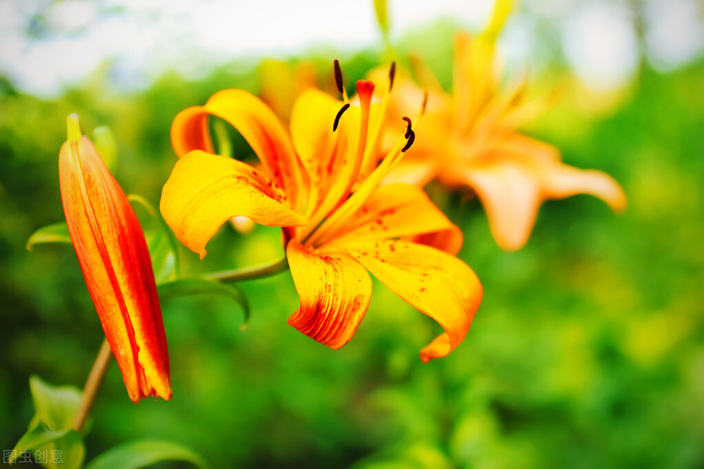 园林人需要知道的85个花卉知识,园林花卉的种类及图片