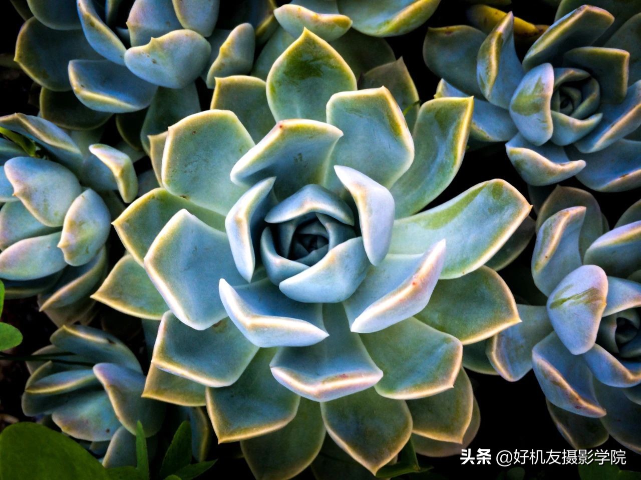 十五种最漂亮的多肉,15种好看的多肉