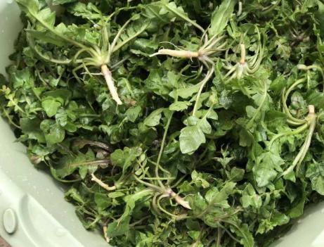 荠菜饺子馅怎么调最好吃最快,荠菜饺子馅怎么调比较嫩